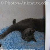 Photo de Chartreux