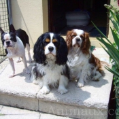 Photo de Cavalier king charles spaniel