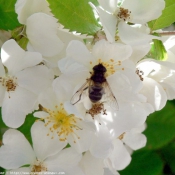 Photo d'Abeille