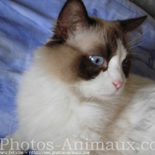 Photo de Ragdoll