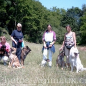 Photo de Berger blanc suisse