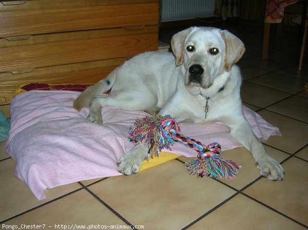 Photo de Labrador retriever