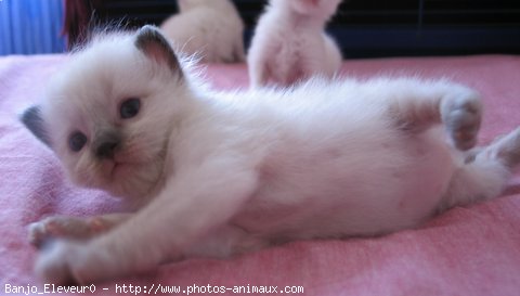 Photo de Ragdoll