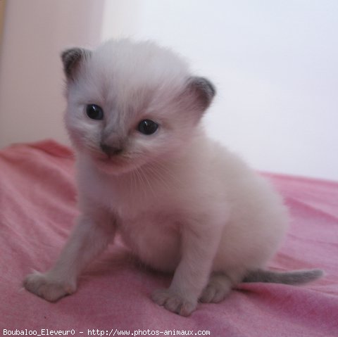 Photo de Ragdoll