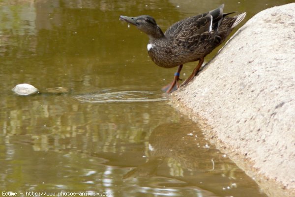 Photo de Canard