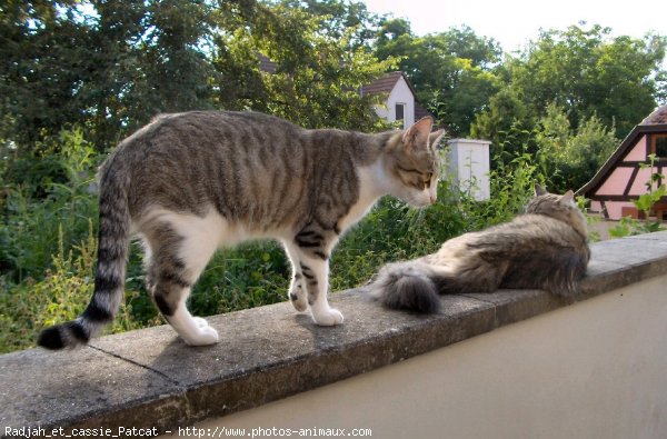 Photo de Chat domestique