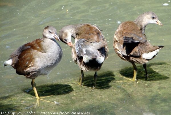 Photo de Poule