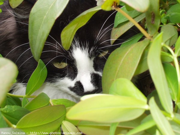 Photo de Chat domestique