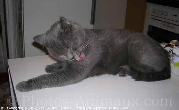 Photo de Chartreux