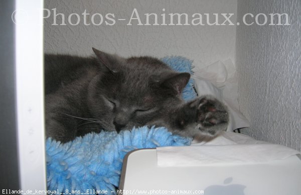 Photo de Chartreux