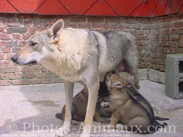 Photo de Chien loup tchcoslovaque