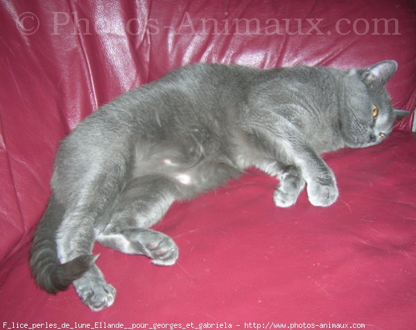 Photo de Chartreux