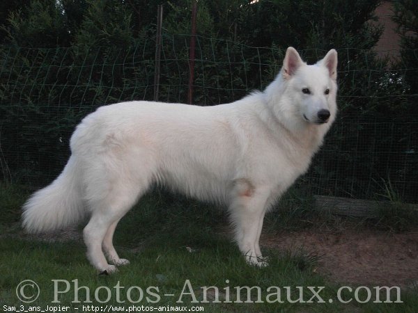 Photo de Berger blanc suisse