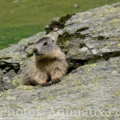 Photo de Marmotte