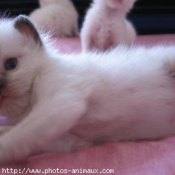 Photo de Ragdoll