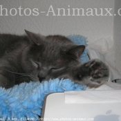 Photo de Chartreux