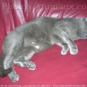 Photo de Chartreux