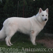 Photo de Berger blanc suisse