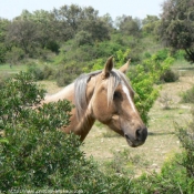 Photo d'Anglo-arabe