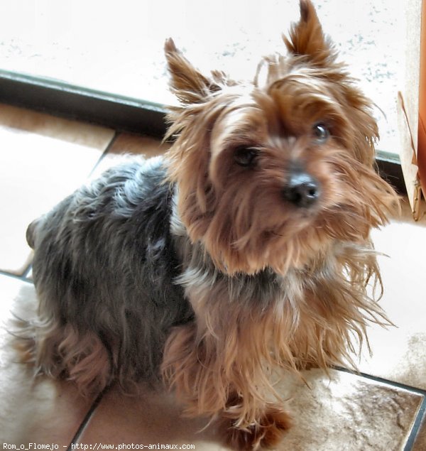 Photo de Yorkshire terrier