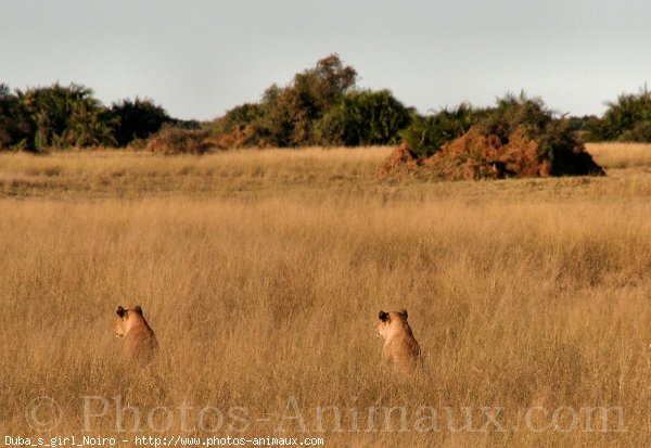 Photo de Lion