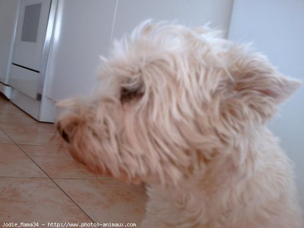 Photo de West highland white terrier