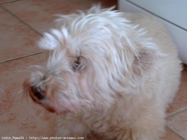 Photo de West highland white terrier