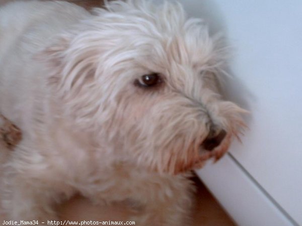 Photo de West highland white terrier