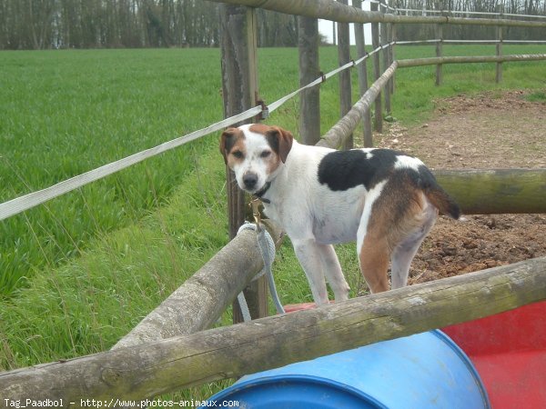 Photo de Jack russell terrier