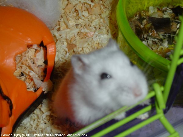 Photo de Hamster