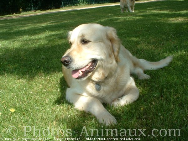 Photo de Golden retriever