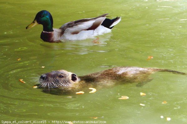 Photo de Races diffrentes