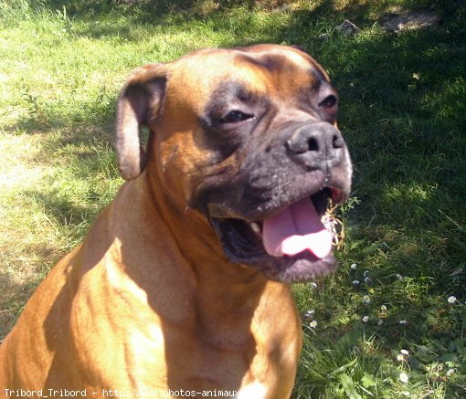 Photo de Boxer