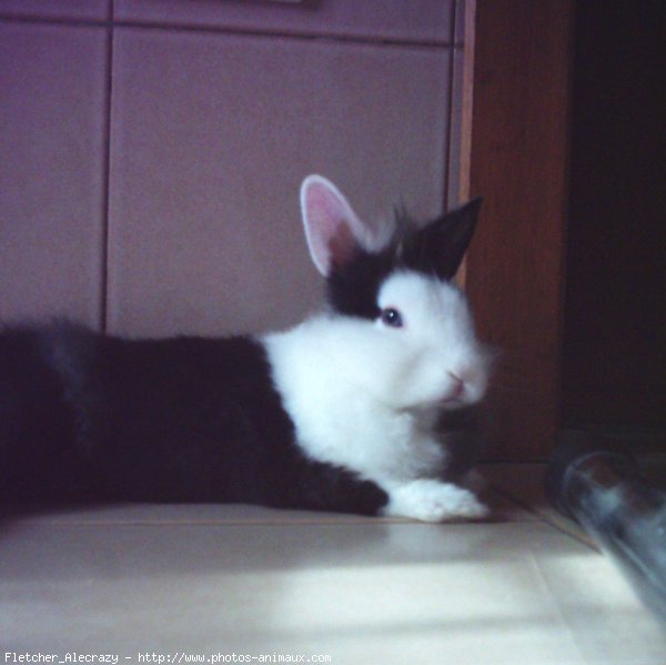 Photo de Lapin