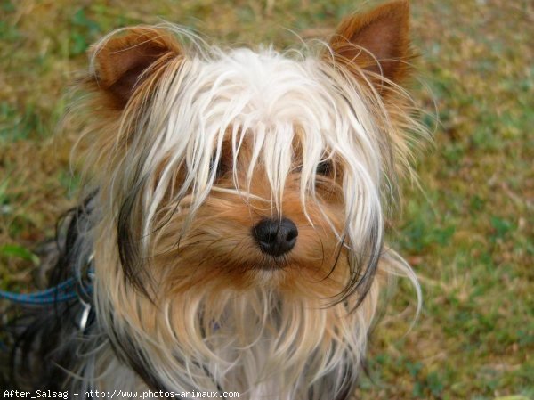 Photo de Yorkshire terrier