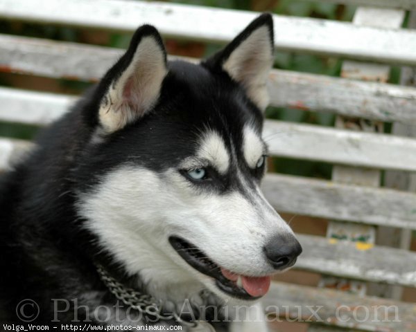 Photo de Husky siberien