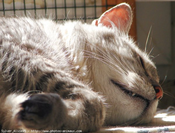 Photo de Chat domestique