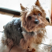 Photo de Yorkshire terrier