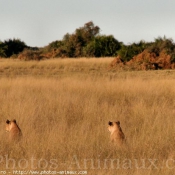 Photo de Lion