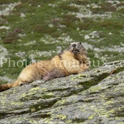 Photo de Marmotte