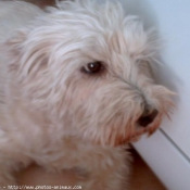 Photo de West highland white terrier