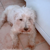 Photo de West highland white terrier