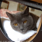 Photo de Chartreux