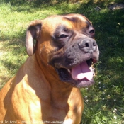 Photo de Boxer