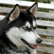 Photo de Husky siberien