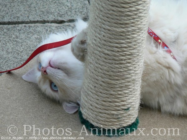 Photo de Ragdoll