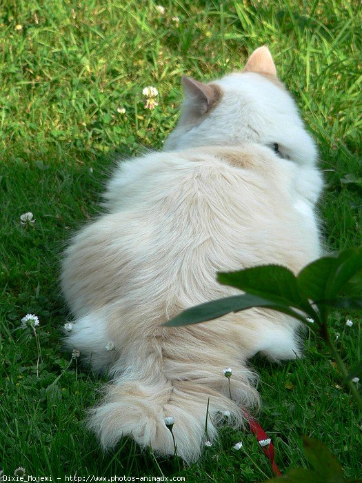 Photo de Ragdoll