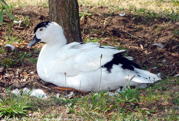 Photo de Canard