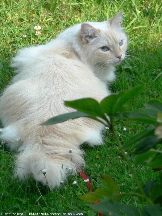 Photo de Ragdoll