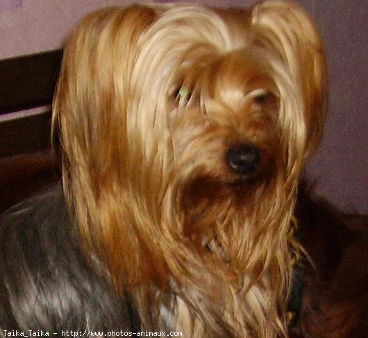 Photo de Yorkshire terrier